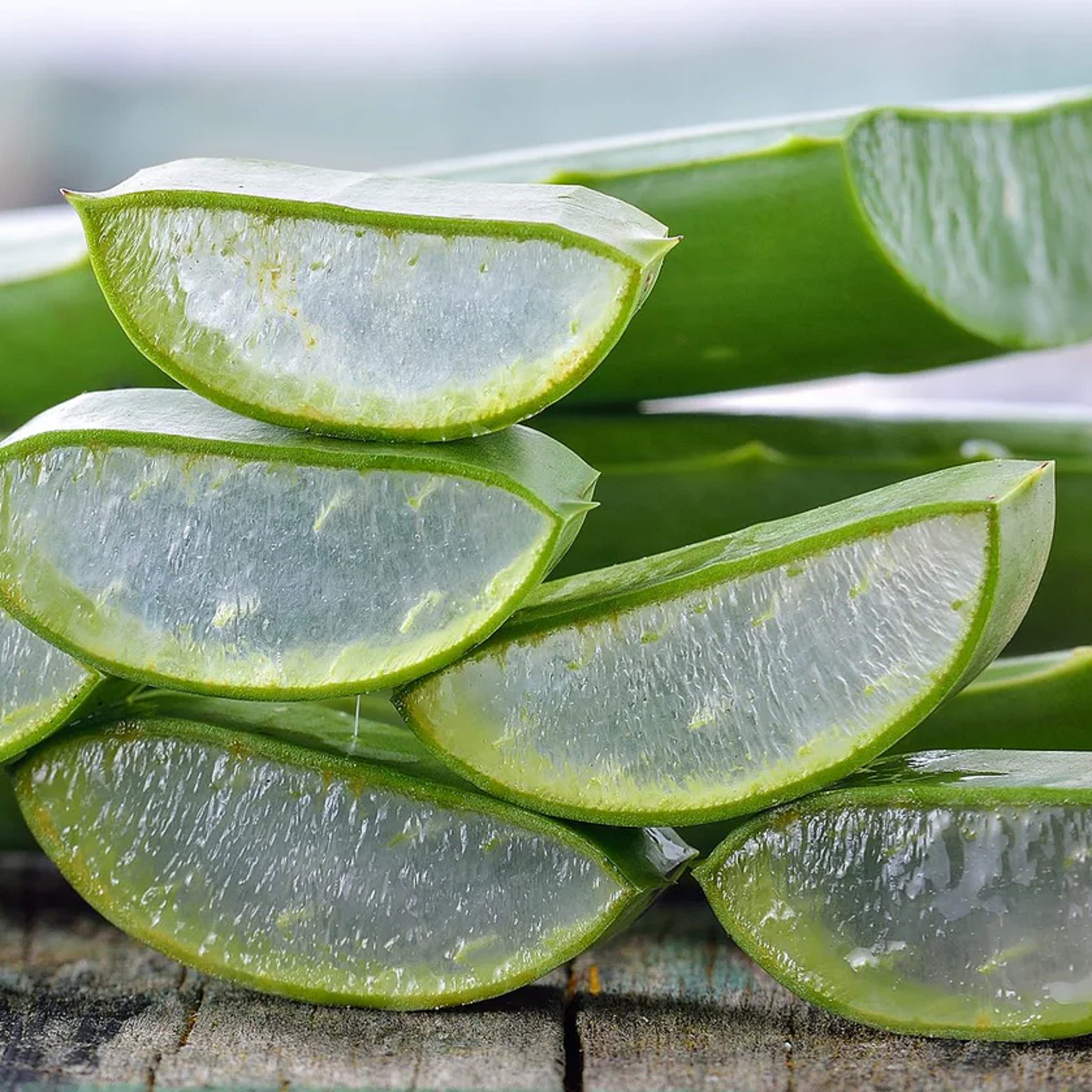 Aloe Vera