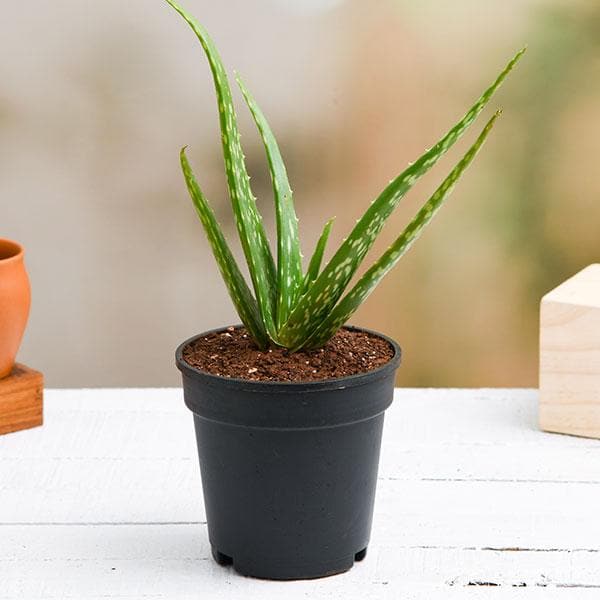 Aloe Vera Magic