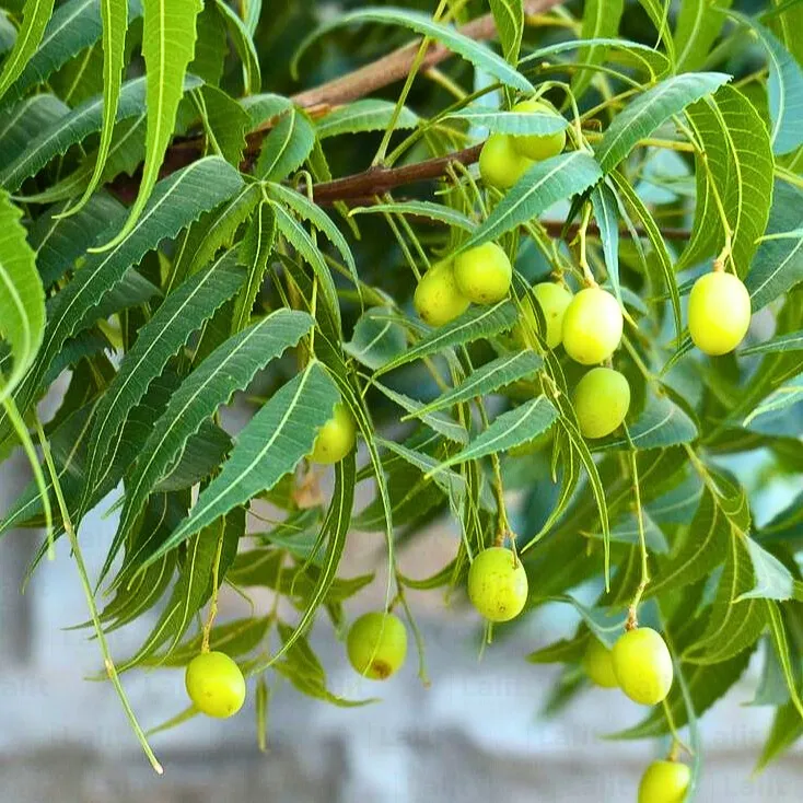 El neem también es un antiséptico natural