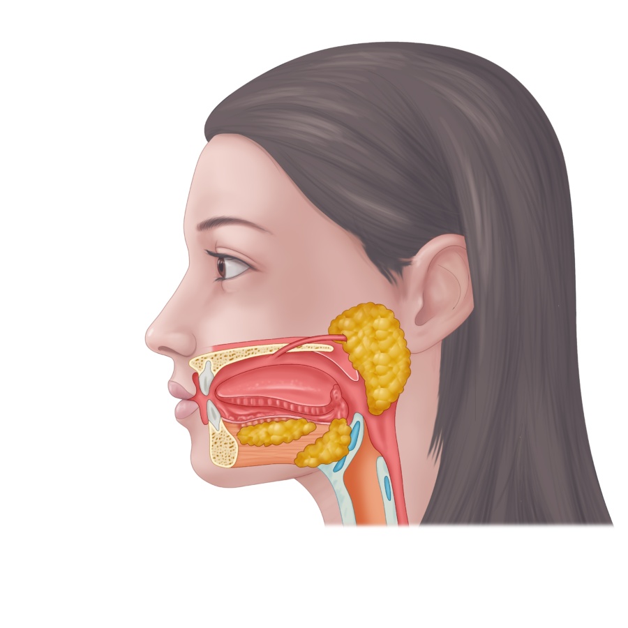 Understanding Salivary Glands and Their Functions